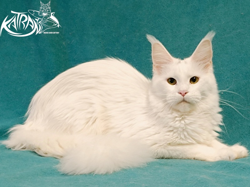 Katran Blondie - Adult maine-coon 1 year
