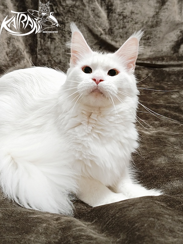 Katran Blondie - Adult maine-coon 1 year 10 months