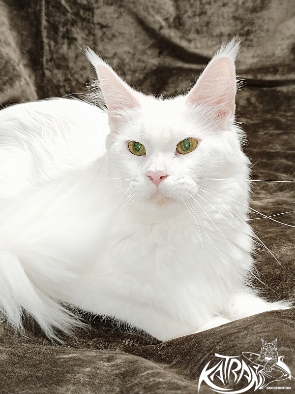Katran Blondie - Adult maine-coon 1 year 10 months