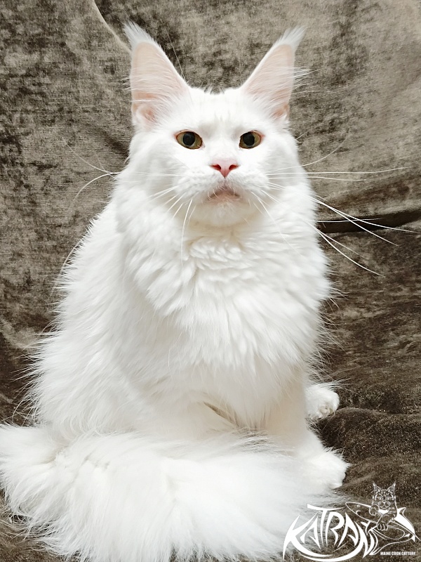 Katran Blondie - Adult maine-coon 1 year 10 months