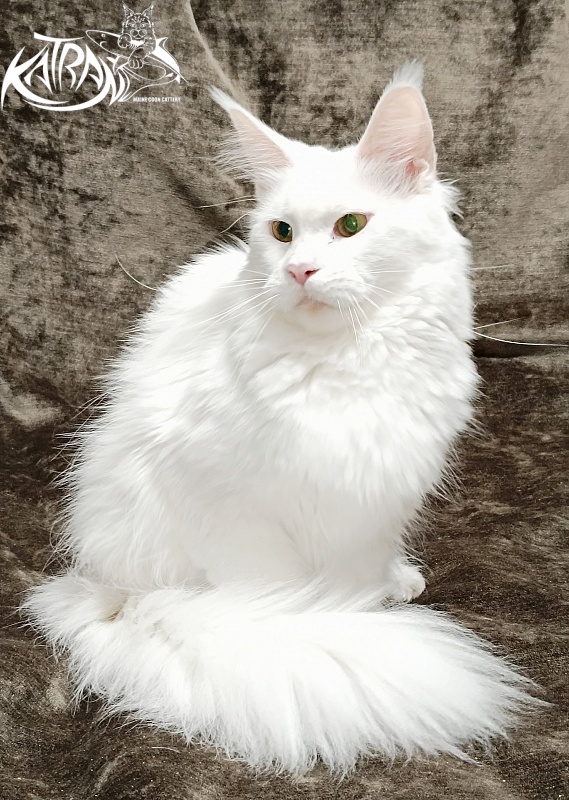 Katran Blondie - Adult maine-coon 1 year 10 months