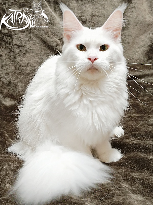 Katran Blondie - Adult maine-coon 1 year 10 months