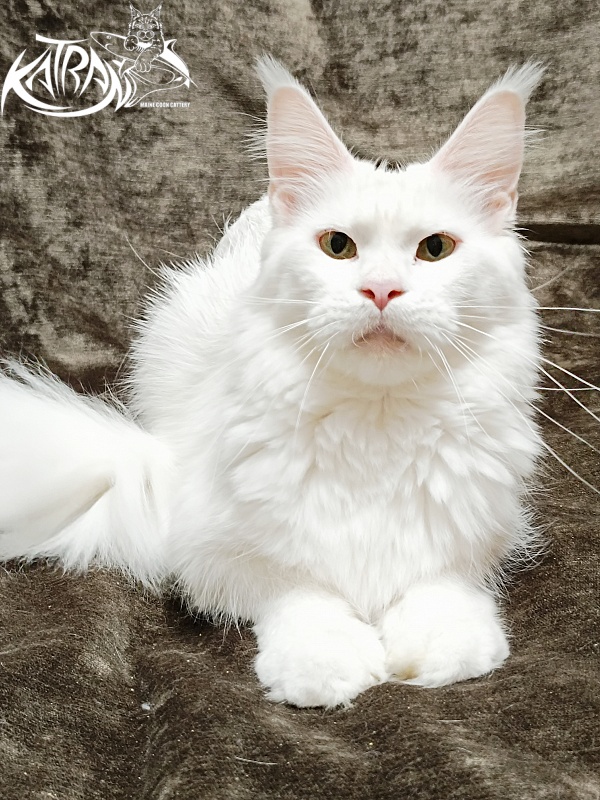 Katran Blondie - Adult maine-coon 1 year 10 months