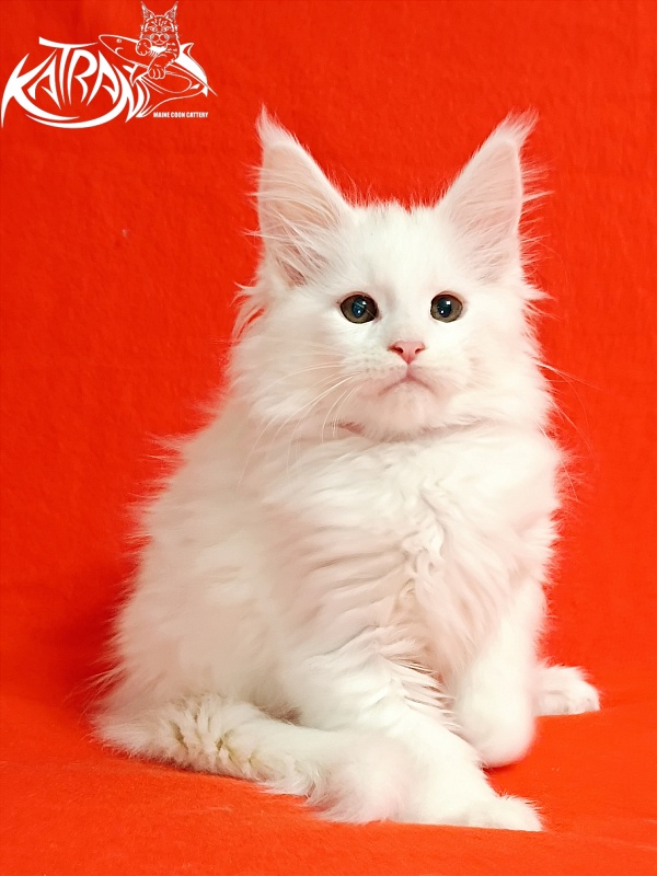 Katran Blondie - Kitten maine-coon 2.5 months