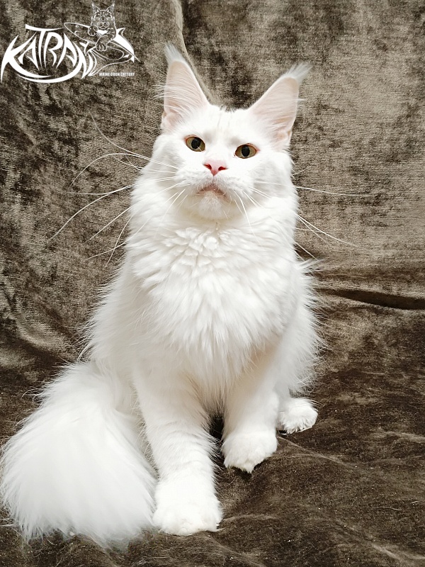 Katran Blondie - Adult maine-coon 1 year 10 months