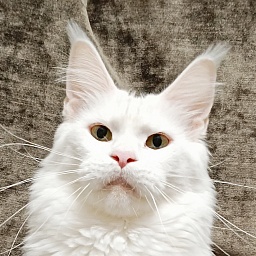 Katran Blondie