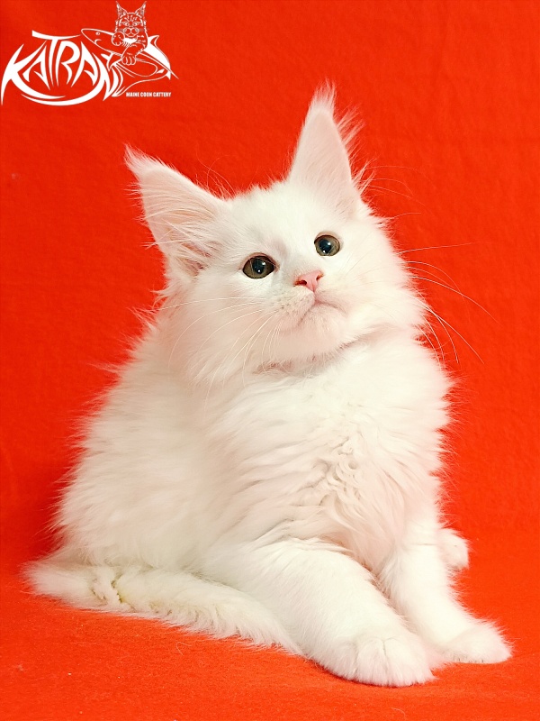 Katran Blondie - Kitten maine-coon 2.5 months