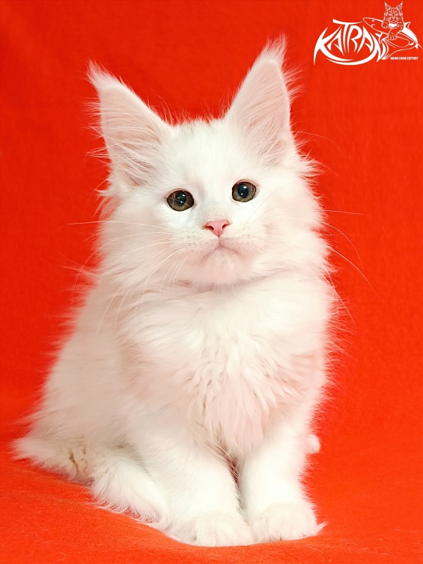Katran Blondie - Kitten maine-coon 2.5 months