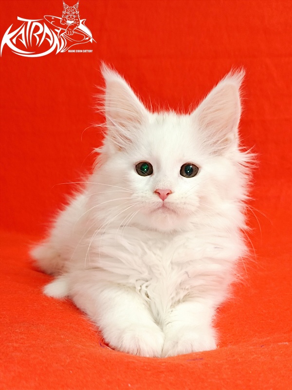 Katran Blondie - Kitten maine-coon 2.5 months
