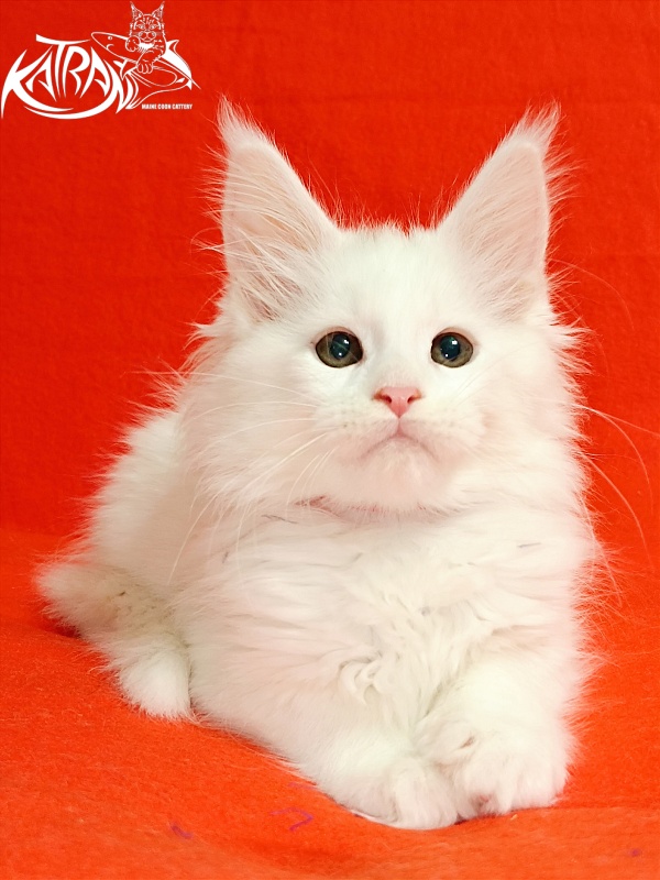 Katran Blondie - Kitten maine-coon 2.5 months