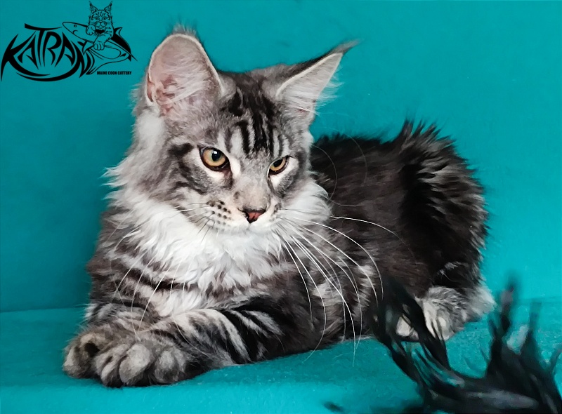 Katran Balthazar - Kitten maine-coon 4 months 1 week