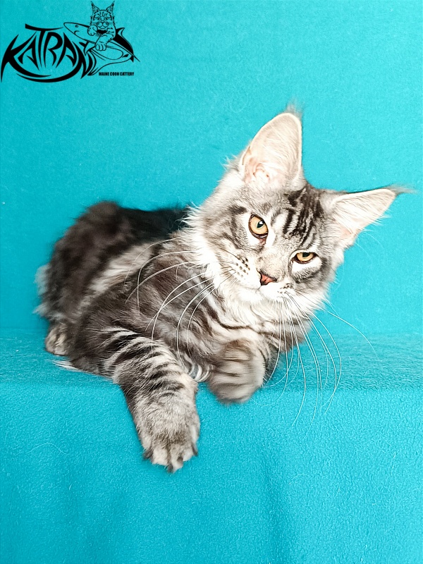 Katran Balthazar - Kitten maine-coon 4 months 1 week