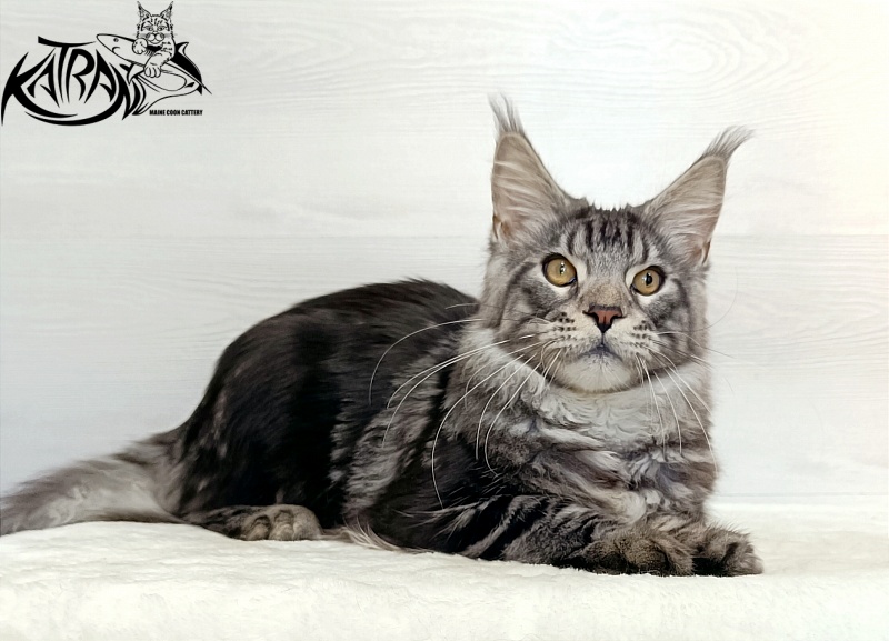 Katran Balthazar - Kitten maine-coon 6 months 1 week