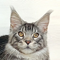Katran Balthazar