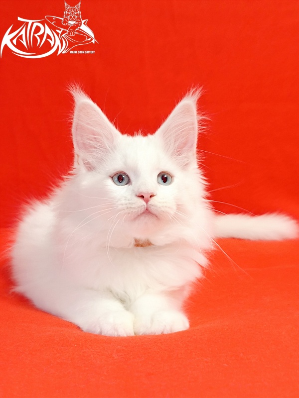 Katran Boston - Kitten maine-coon 2.5 months