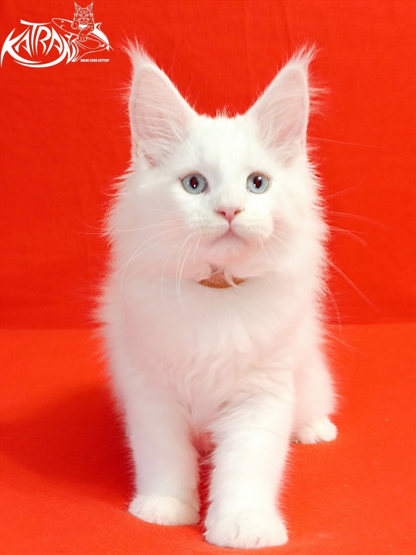 Katran Boston - Kitten maine-coon 2.5 months