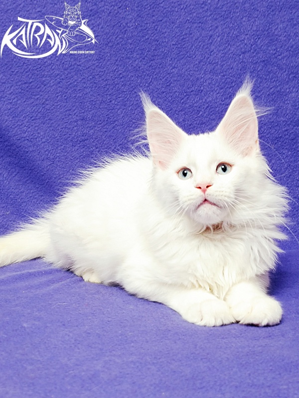 Katran Boston - Kitten maine-coon 3 months
