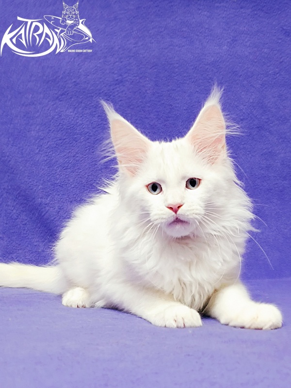 Katran Boston - Kitten maine-coon 3 months