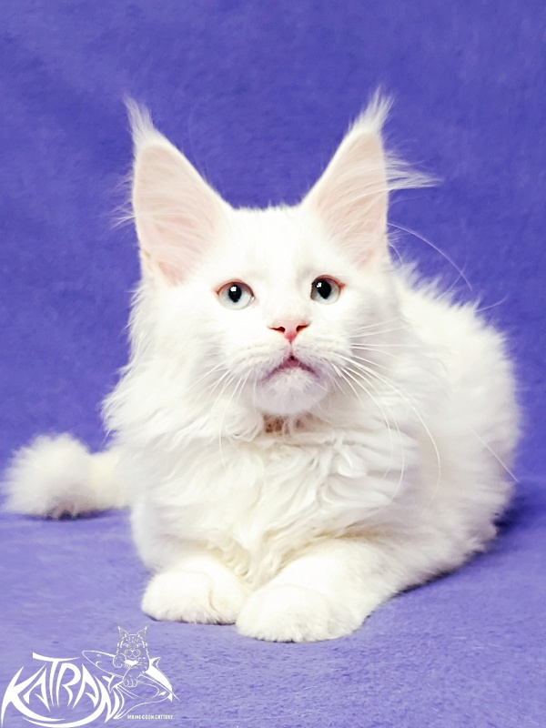 Katran Boston - Kitten maine-coon 3 months
