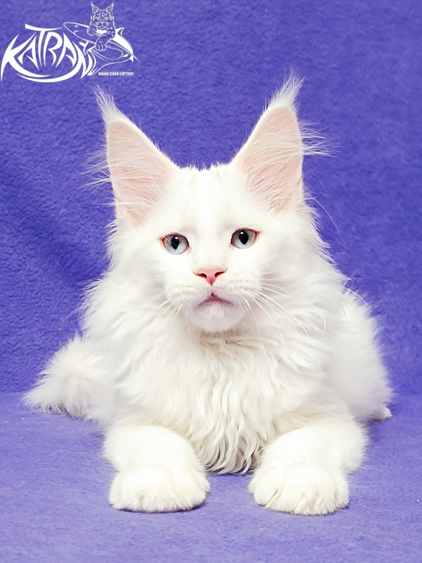 Katran Boston - Kitten maine-coon 3 months