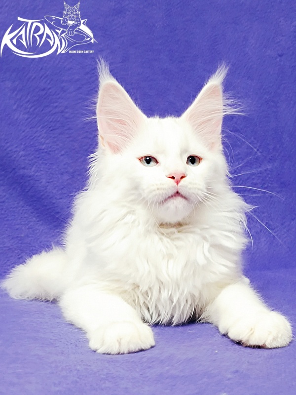 Katran Boston - Kitten maine-coon 3 months