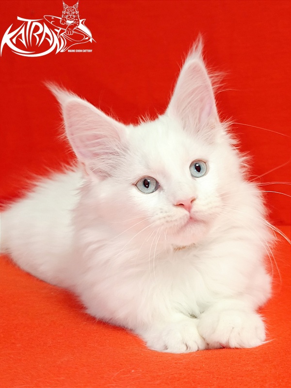 Katran Boston - Kitten maine-coon 2.5 months