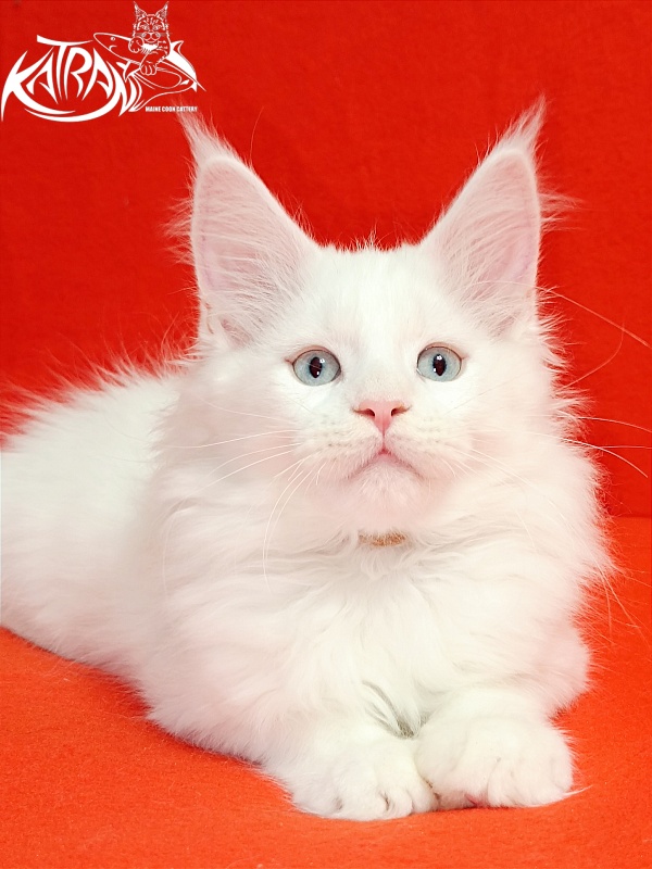 Katran Boston - Kitten maine-coon 2.5 months