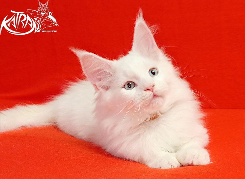 Katran Boston - Kitten maine-coon 2.5 months