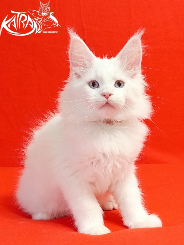 Katran Boston - Kitten maine-coon 2.5 months
