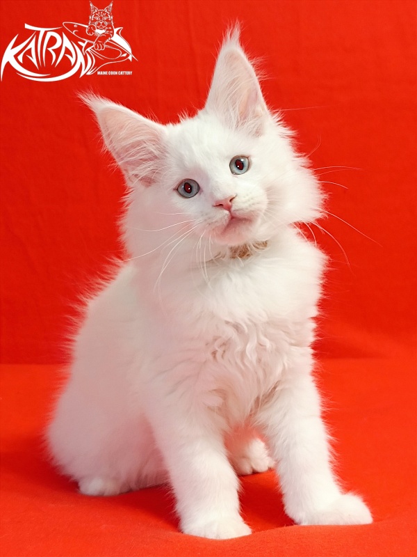 Katran Boston - Kitten maine-coon 2.5 months