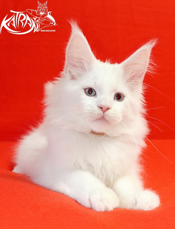 Katran Boston - Kitten maine-coon 2.5 months
