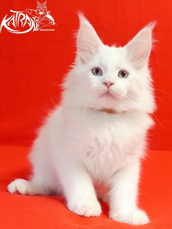 Katran Boston - Kitten maine-coon 2.5 months