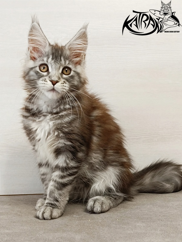 Katran Caramel - Kitten maine-coon 3 months