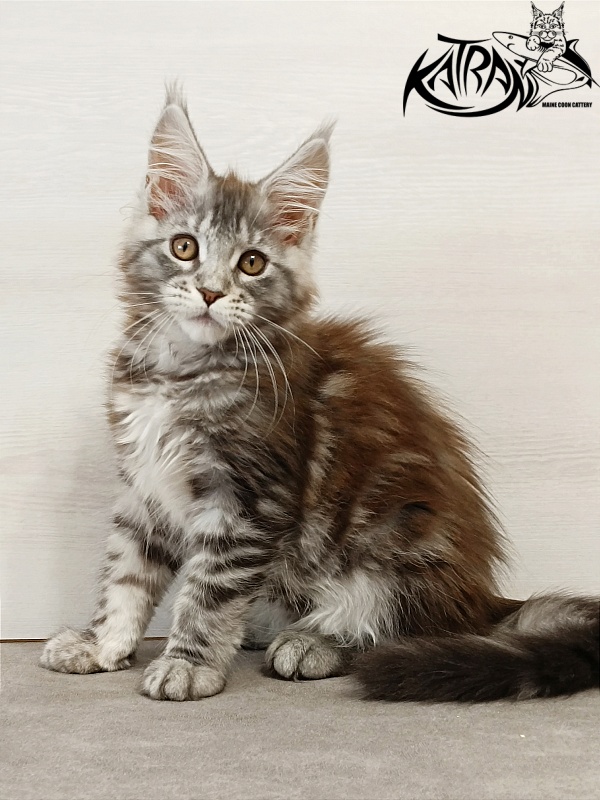 Katran Caramel - Kitten maine-coon 3 months