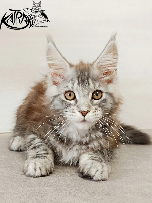 Katran Caramel - Kitten maine-coon 3 months