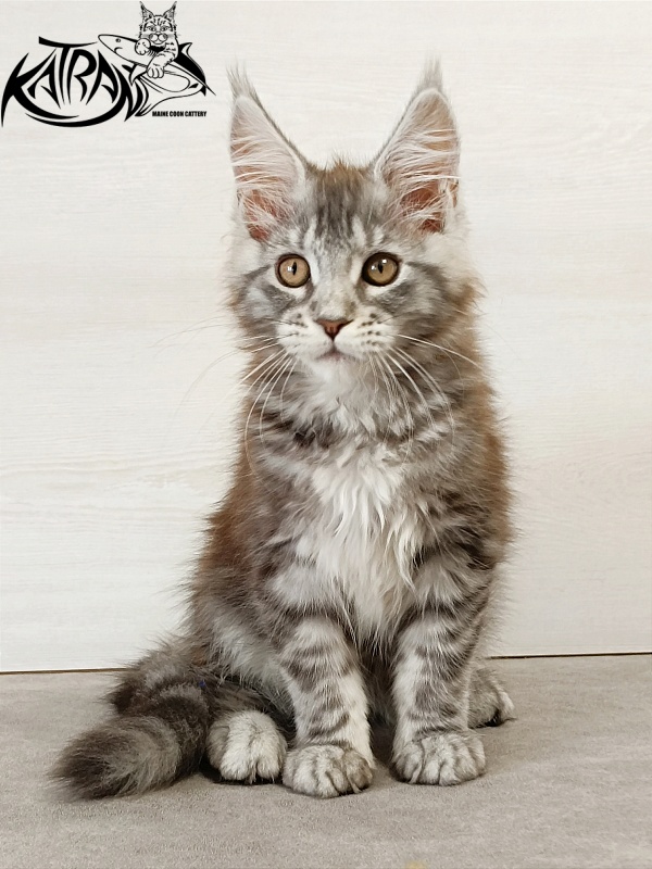 Katran Caramel - Kitten maine-coon 3 months