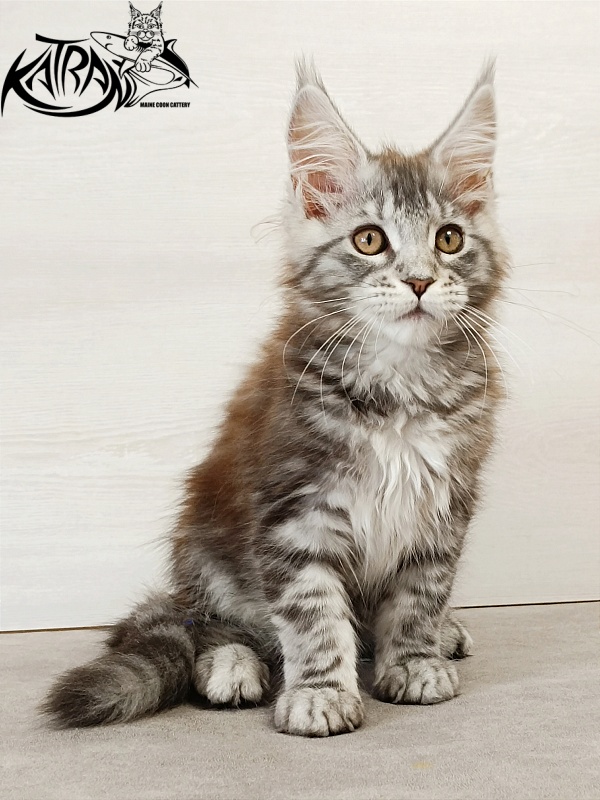 Katran Caramel - Kitten maine-coon 3 months