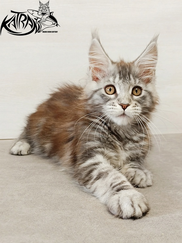 Katran Caramel - Kitten maine-coon 3 months
