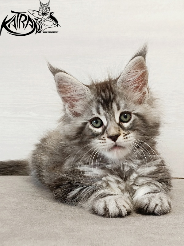 Katran Dukat - Kitten maine-coon 2 months