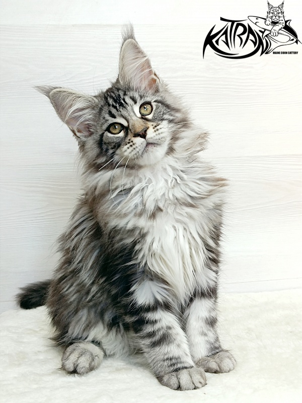 Katran Dukat - Kitten maine-coon 3 months 1 week