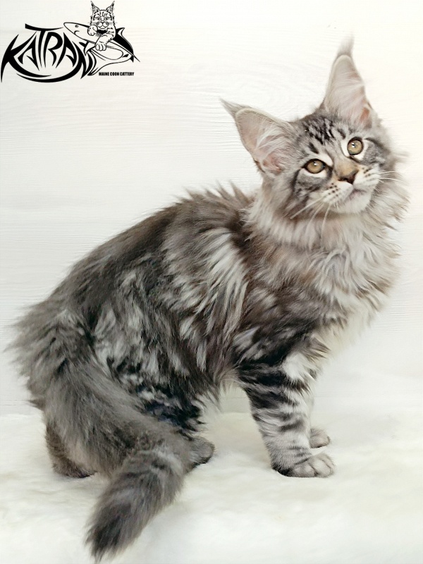 Katran Dukat - Kitten maine-coon 3 months 1 week