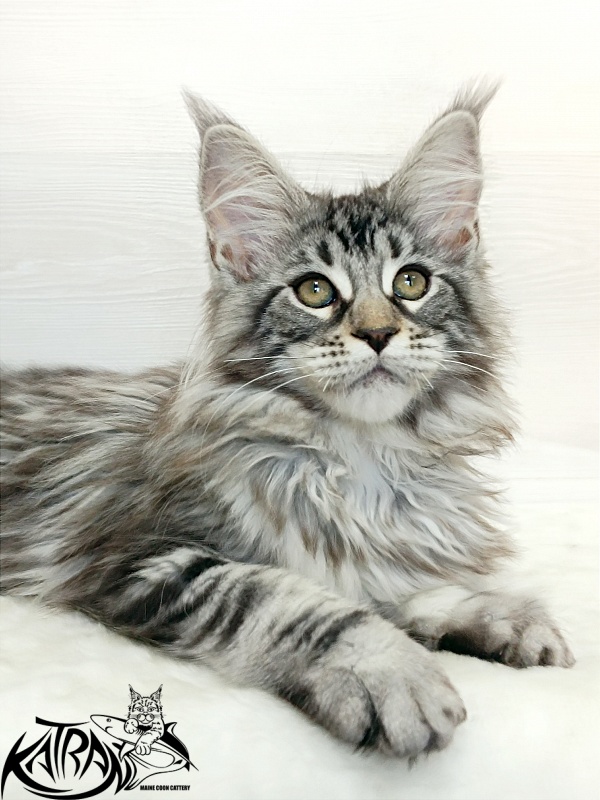 Katran Dukat - Kitten maine-coon 3 months 1 week