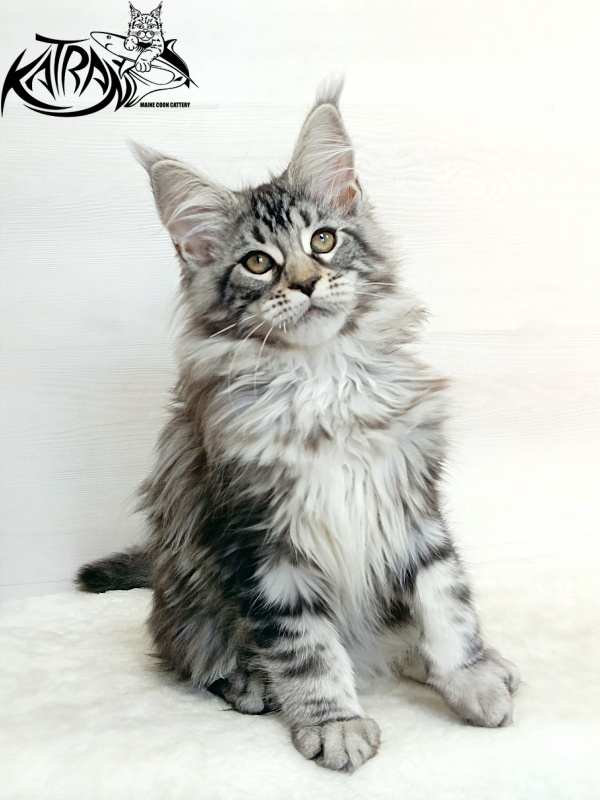 Katran Dukat - Kitten maine-coon 3 months 1 week
