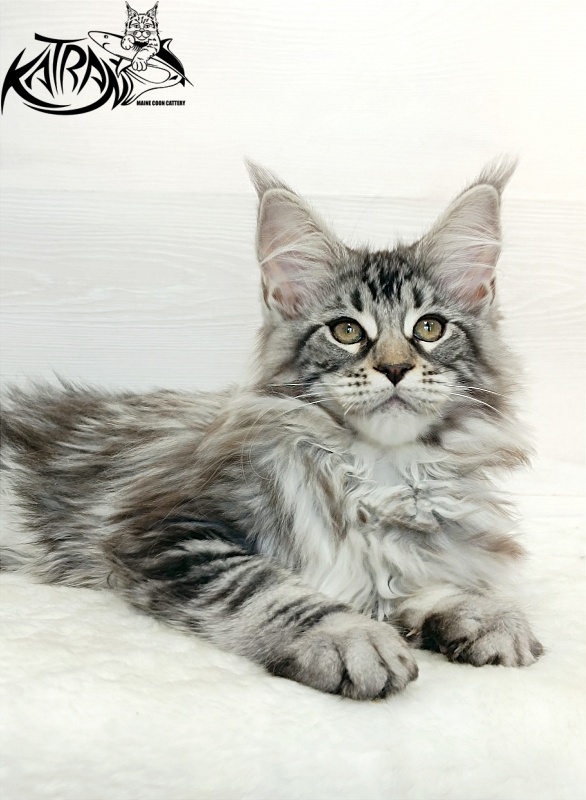 Katran Dukat - Kitten maine-coon 3 months 1 week