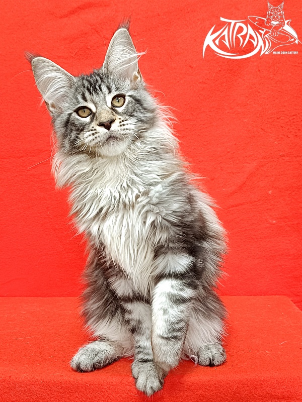 Katran Dukat - Kitten maine-coon 4 months