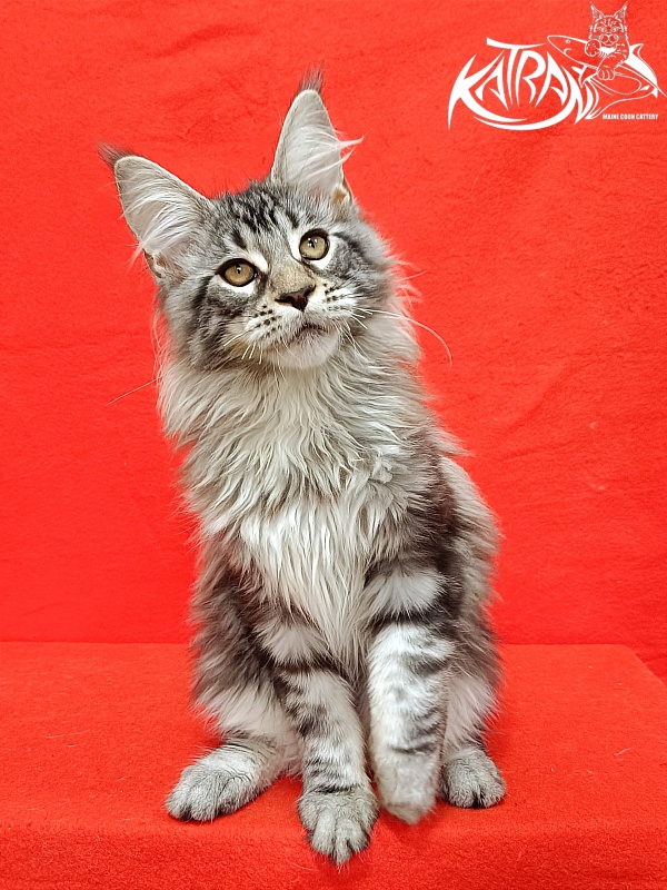Katran Dukat - Kitten maine-coon 4 months