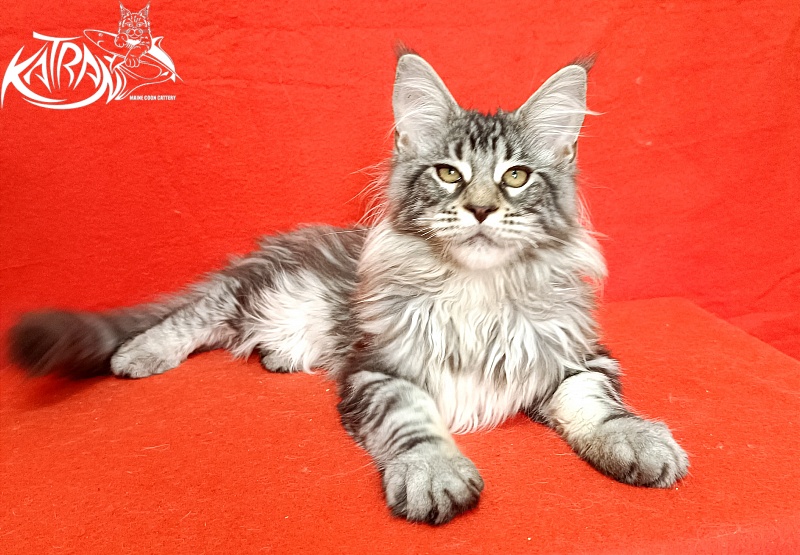 Katran Dukat - Kitten maine-coon 4 months