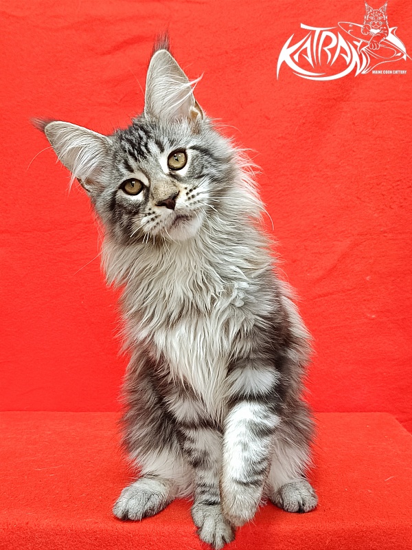 Katran Dukat - Kitten maine-coon 4 months