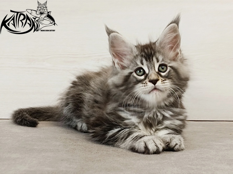 Katran Dukat - Kitten maine-coon 2 months