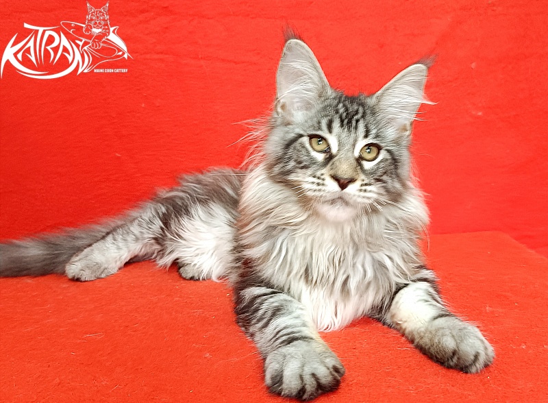 Katran Dukat - Kitten maine-coon 4 months